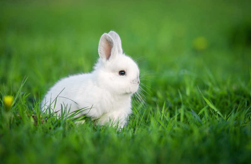 绿色草地上的小白兔
