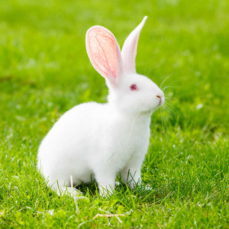 草地里雪白的兔子