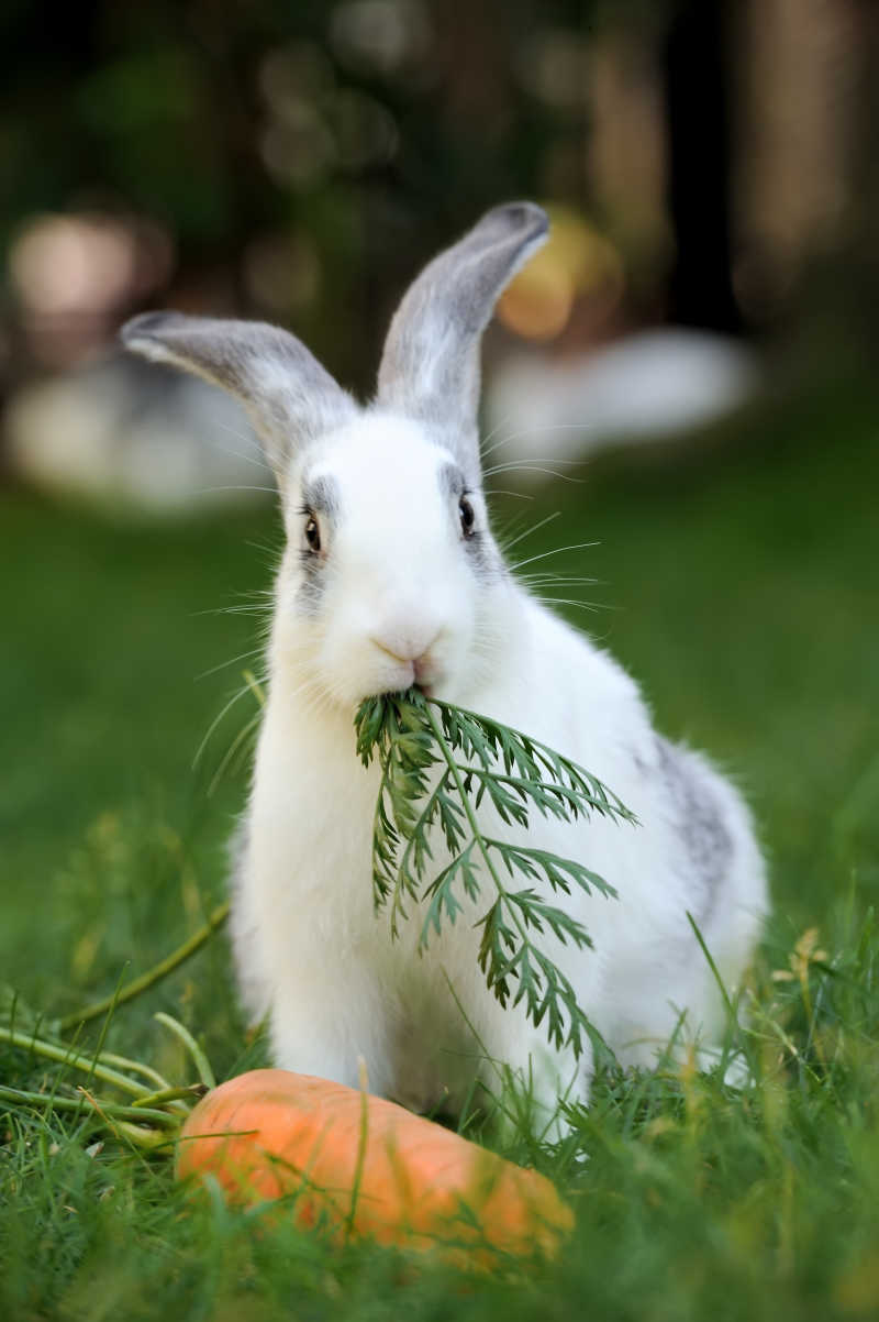 吃草的小白兔