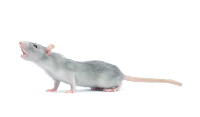 灰色的小老鼠