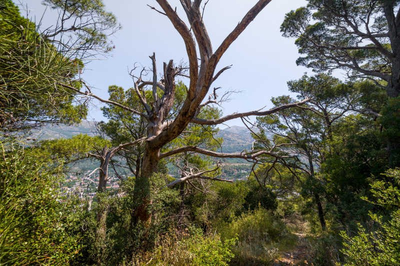 在登山路径的废弃城堡古老神秘的树