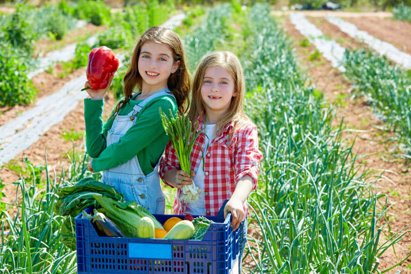 孩子们在小农场收获蔬菜
