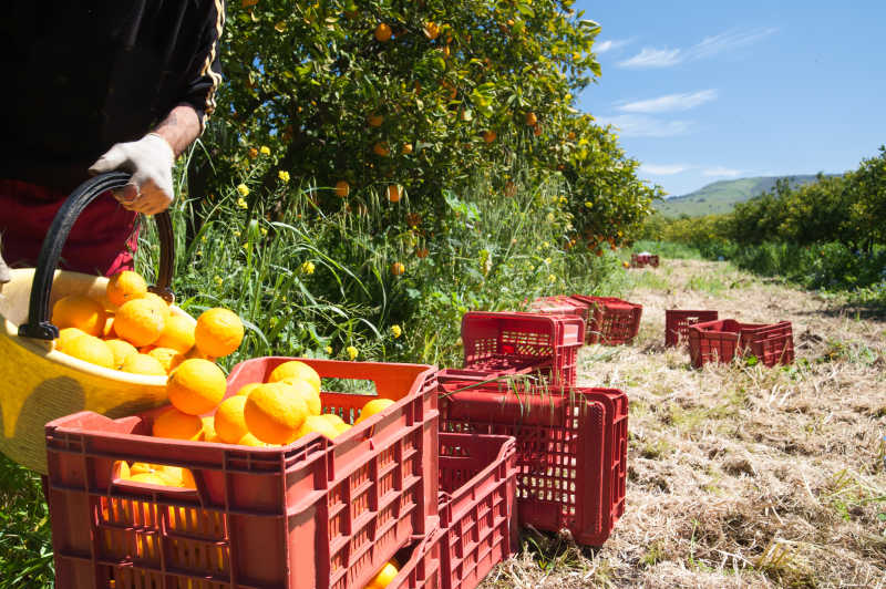 收获静物橙色水果农业