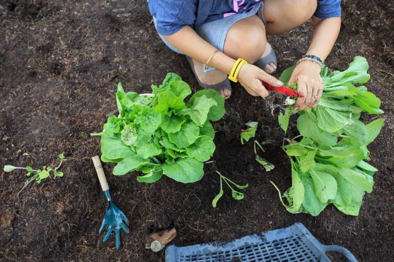 人们在家花园里收获干净的有机蔬菜