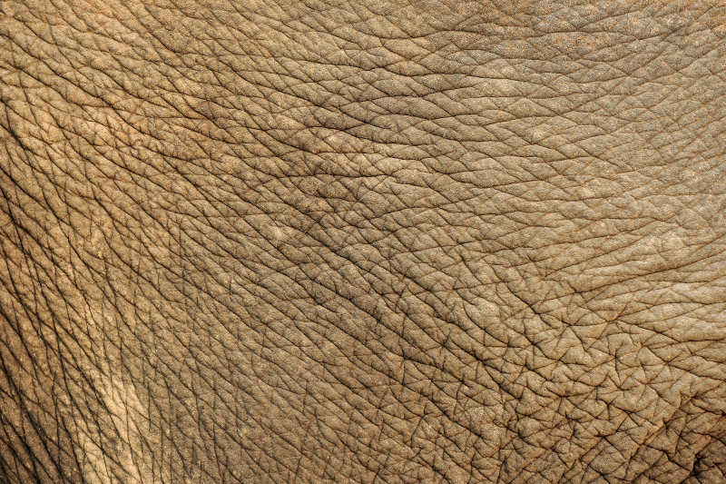 大象表面的褶皱皮肤