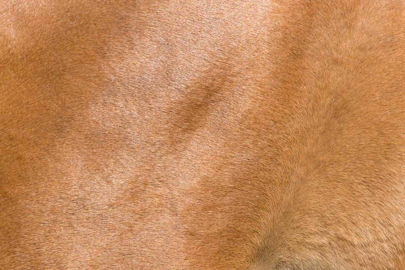 动物马的棕色毛皮