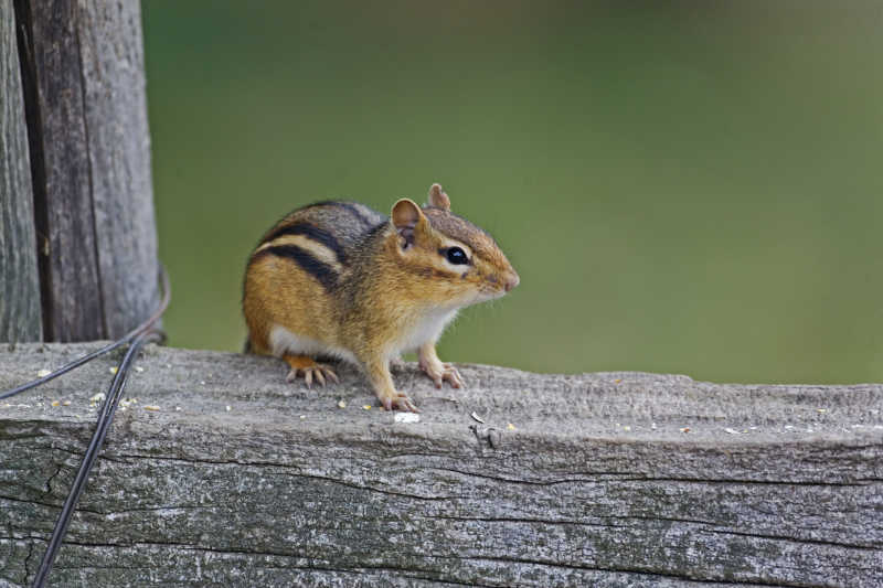 野生花栗鼠