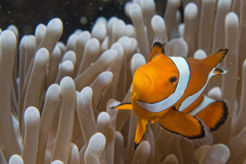 水族馆里的小丑鱼