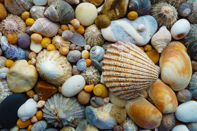 海滩上的漂亮贝壳