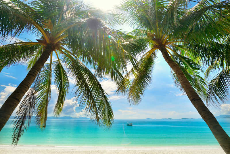 生长着棕榈树的热带海滩