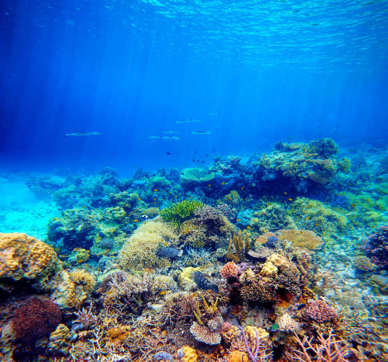水下的彩色珊瑚礁