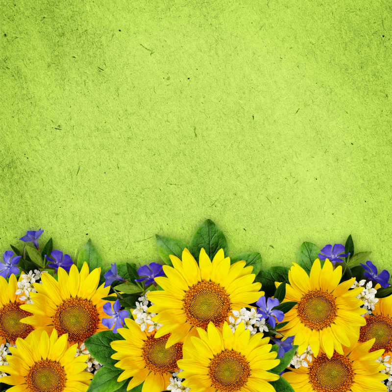 绿纸背景上的向日葵和野花