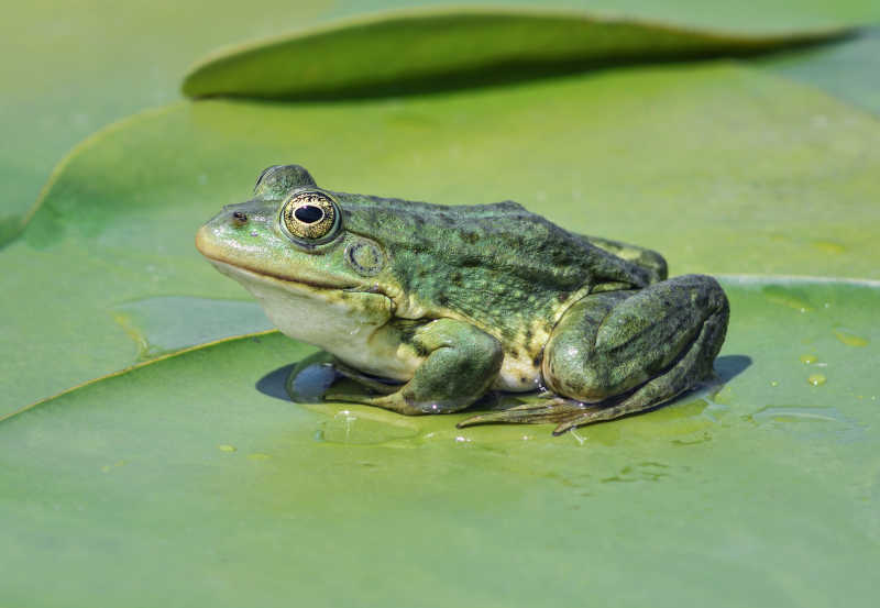 沼泽青蛙坐在睡莲的绿叶之间
