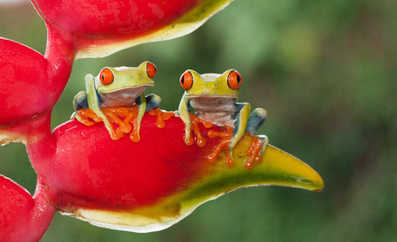 两只红眼树蛙坐在蝎尾蕉花