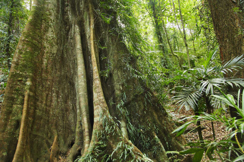 热带森林里百年老树