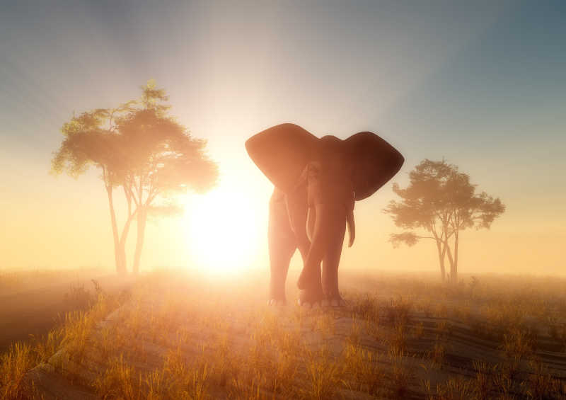 草原上的一头大象