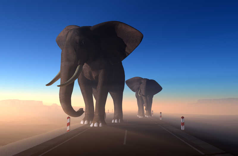 公路上的两头大象