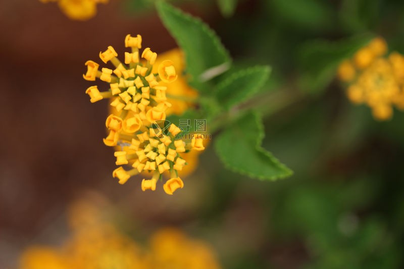 黄色的小花特写