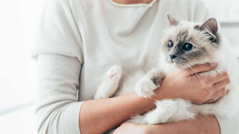 抱着一只猫的美女