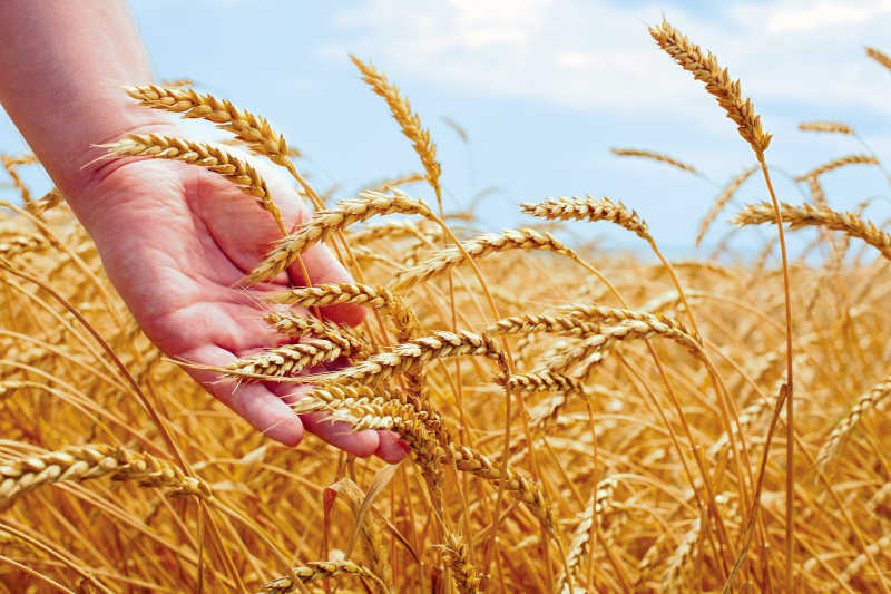 收获季节田间的小麦