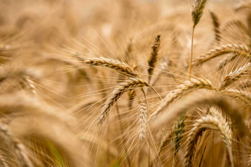 金黄色的成熟小麦