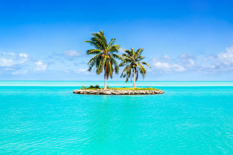海中央小岛上的两颗椰树