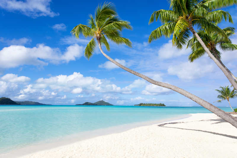 海边美丽沙滩上的椰树