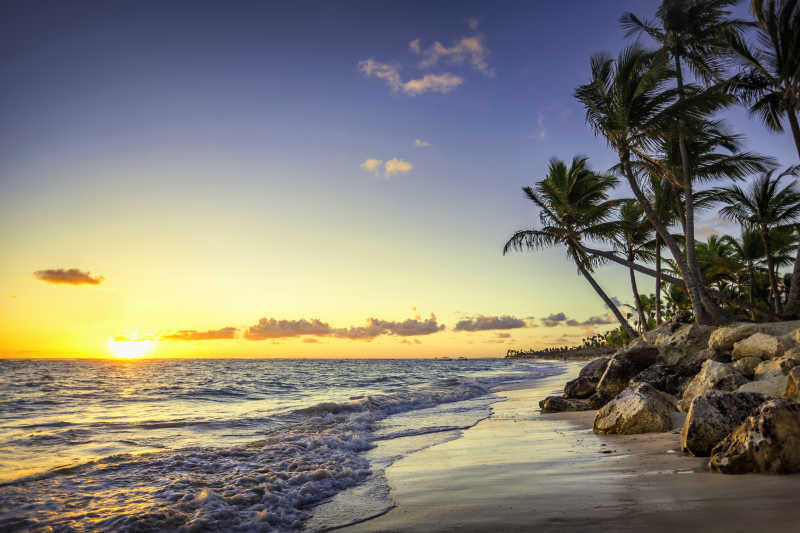 加勒比海滩的棕榈树背景