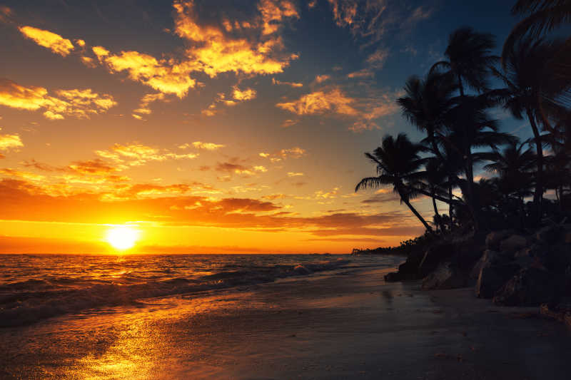 日出热带海滩上的棕榈树