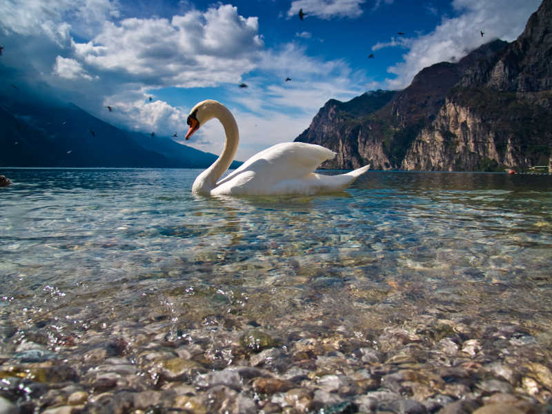 美丽的天鹅和清澈的湖