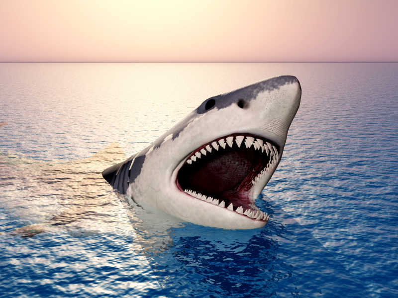浮出海面的大白鲨