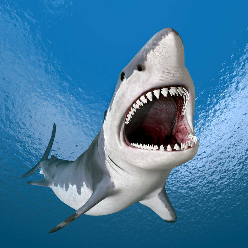 张着嘴的大白鲨