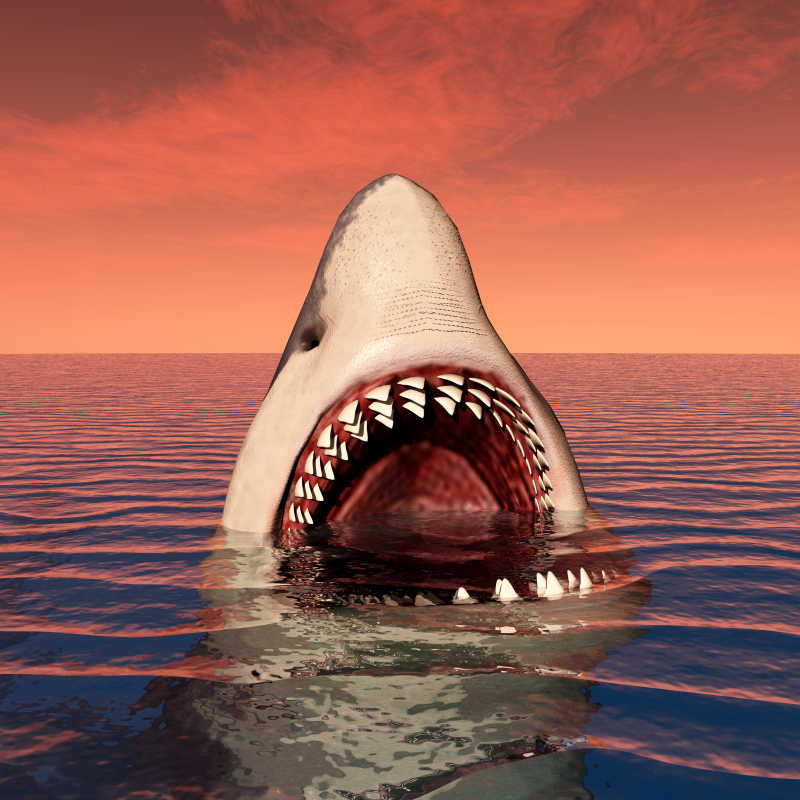 日落十分浮出水面的大白鲨