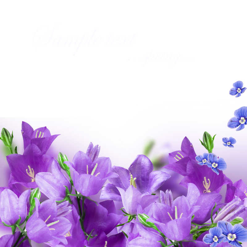 紫色花朵的节日背景