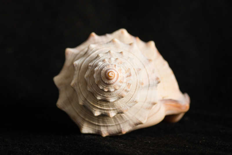 螺旋形状的贝壳