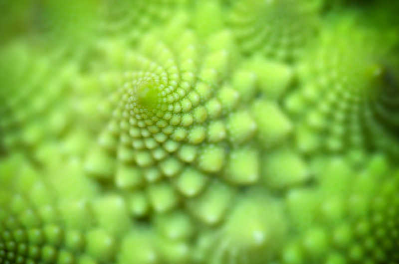 螺旋形状的植物