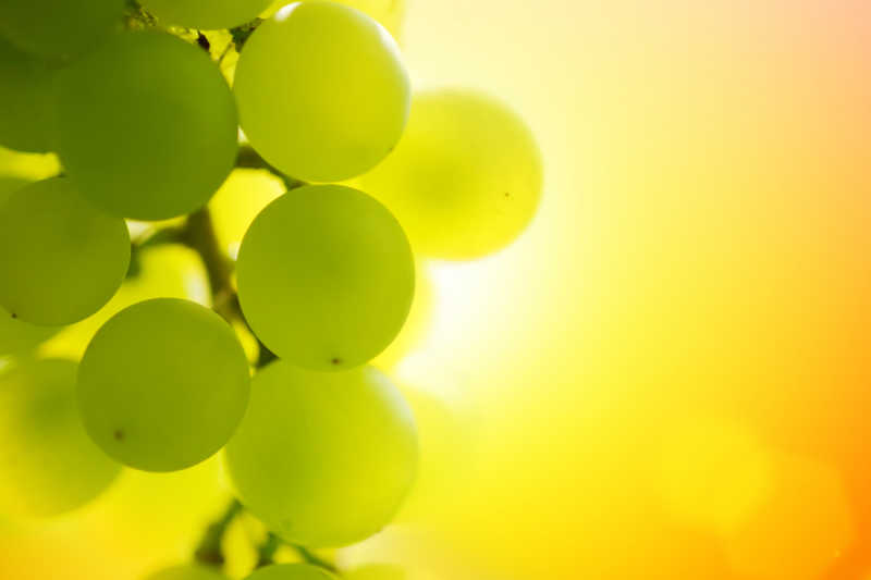 阳光下的绿葡萄