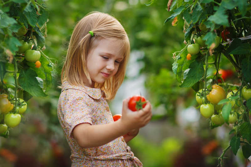 在果园里拿着番茄的小女孩