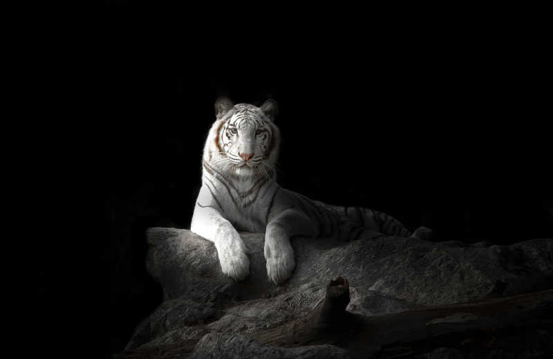 黑暗环境里的白色老虎