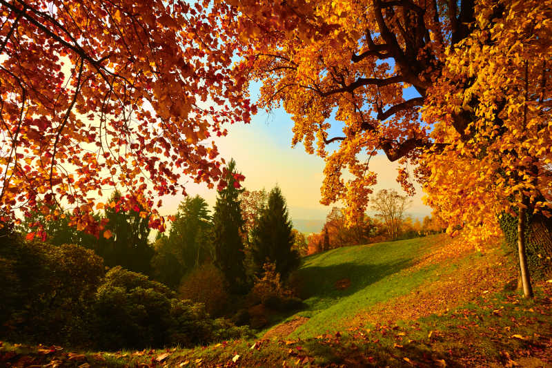 秋天里的美丽森林