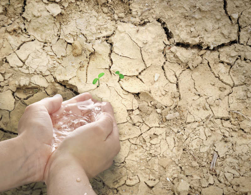 手捧着水浇灌干旱土地上刚发芽的植物