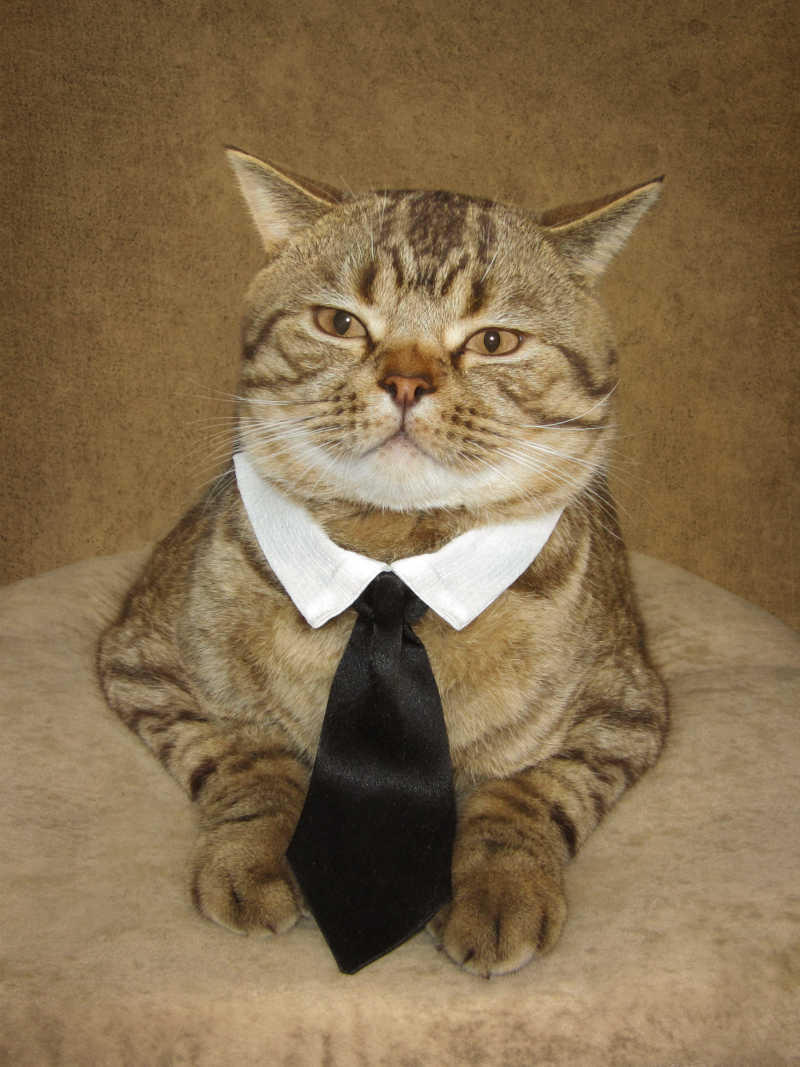 打着领带的可爱猫咪