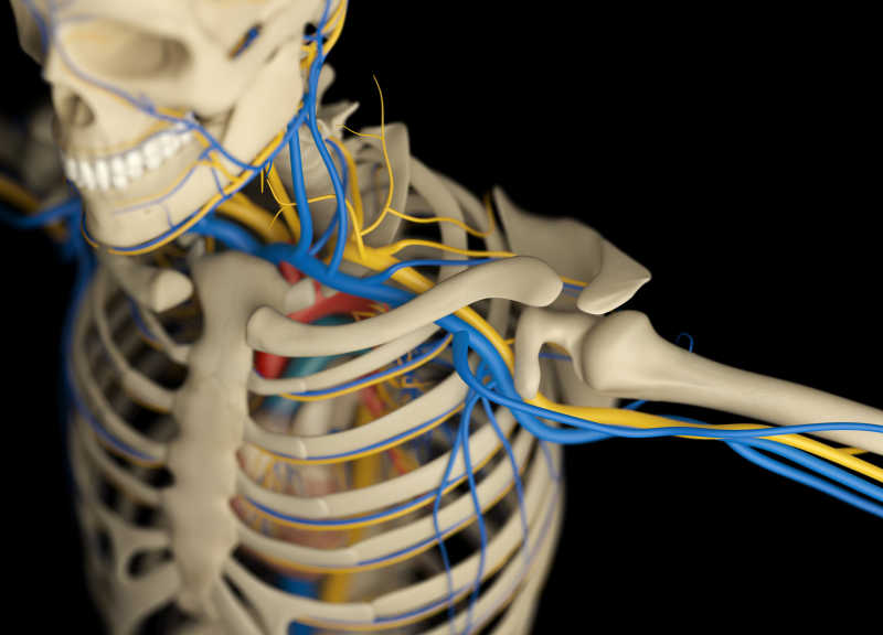 人体骨骼和血管系统三维模型