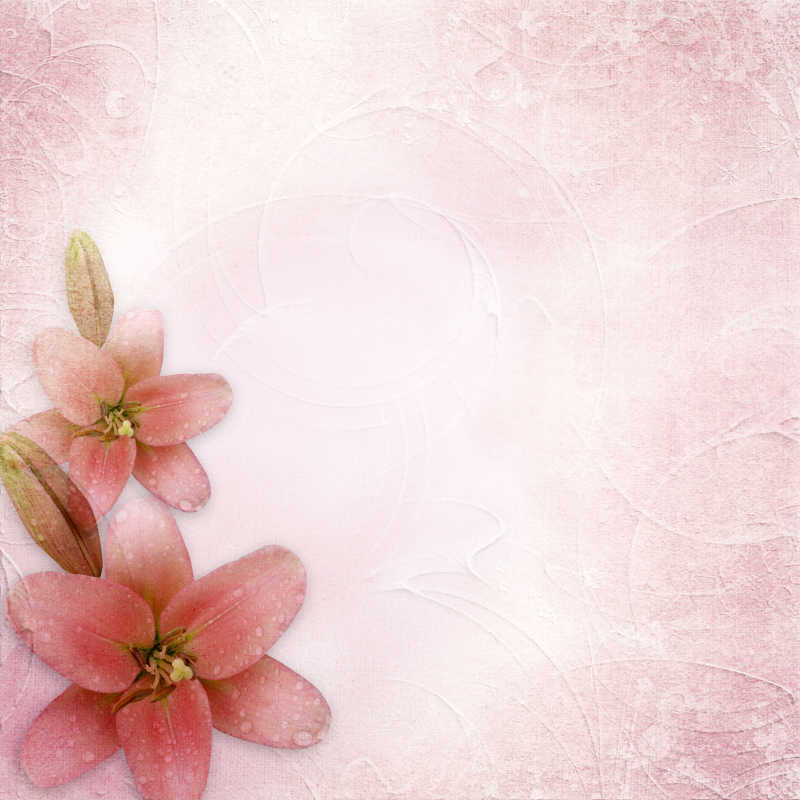 粉色百合花背景
