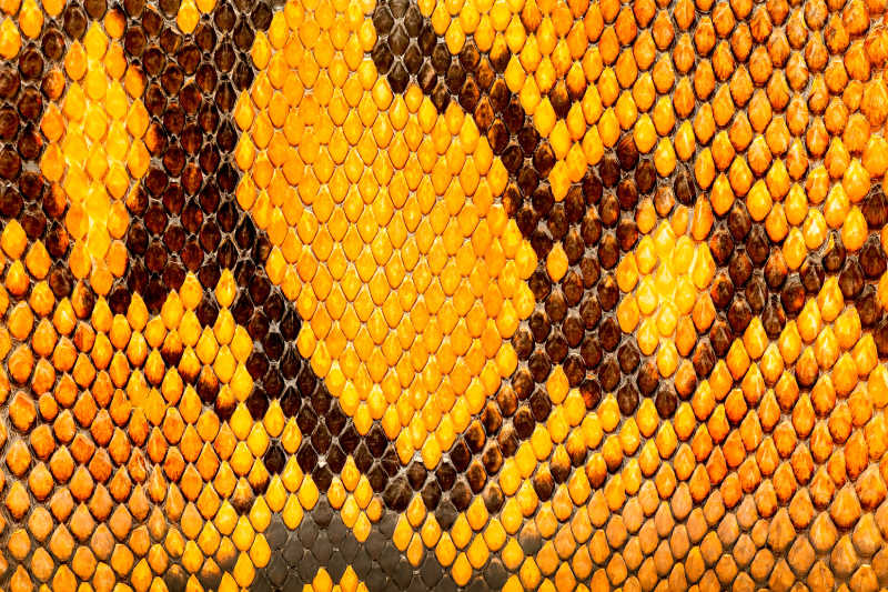 黄色的蟒蛇皮纹理背景
