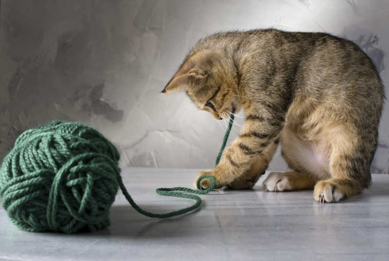 玩毛线的猫咪