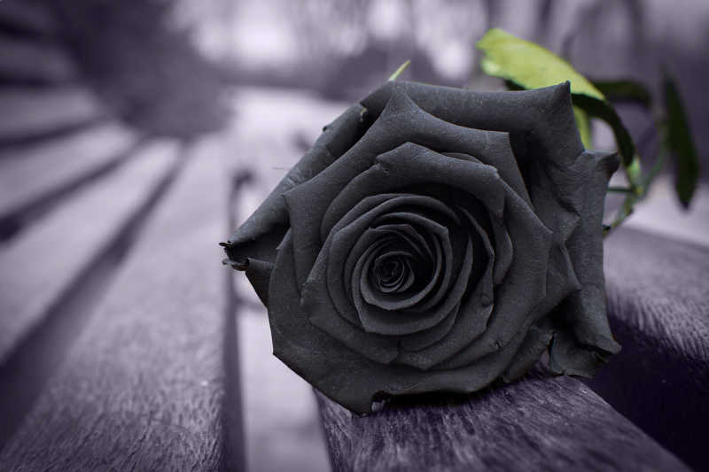 一朵黑色玫瑰