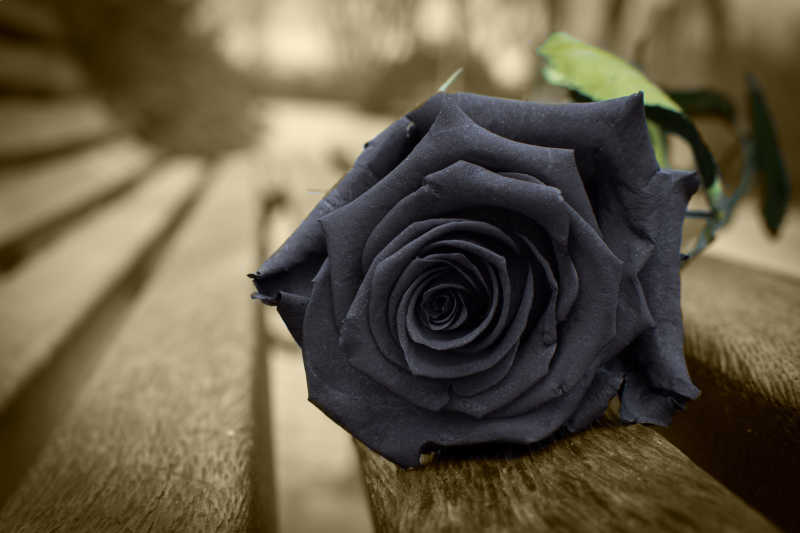 长椅上的一朵黑色玫瑰