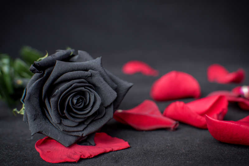 黑色背景上的黑色玫瑰与红色花瓣