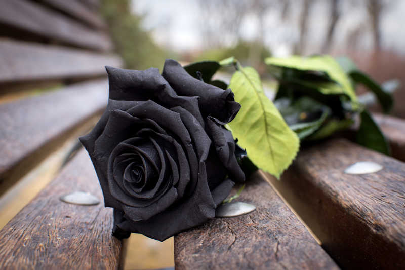 纯黑色的玫瑰